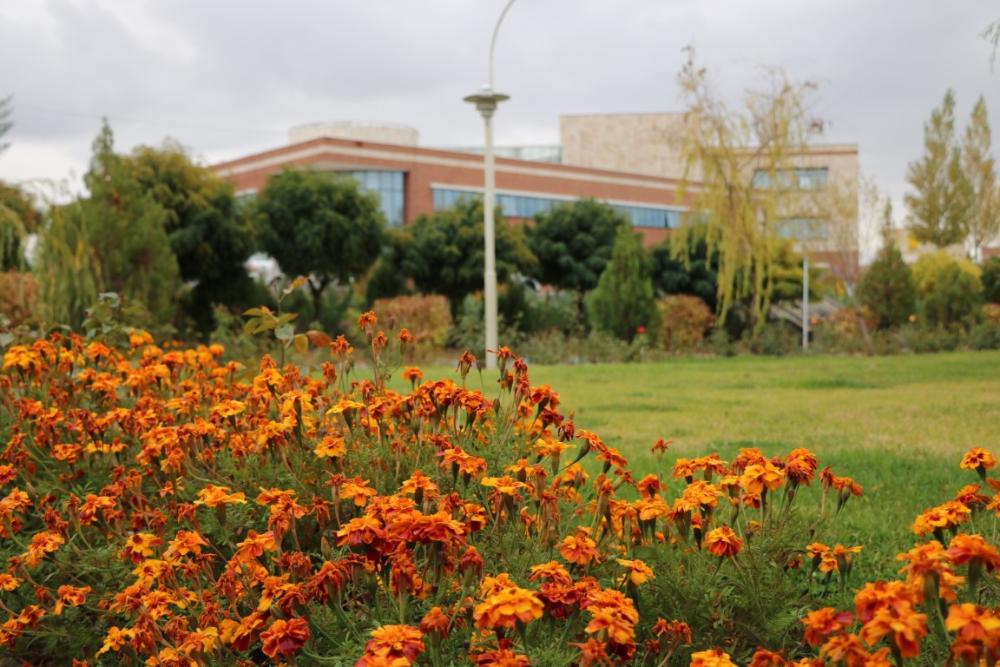 دانشگاه مراغه