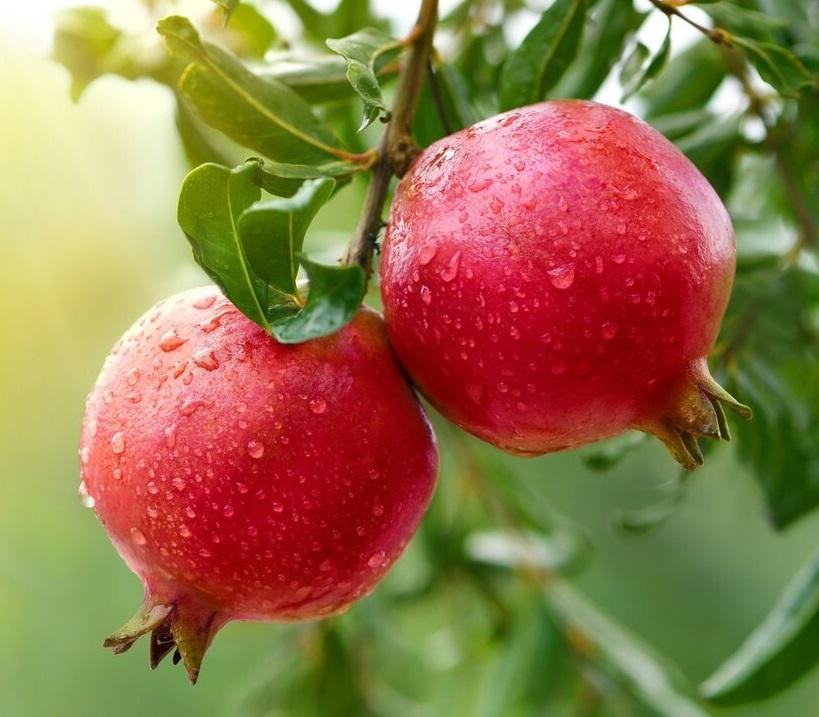 صورة مصغّرة